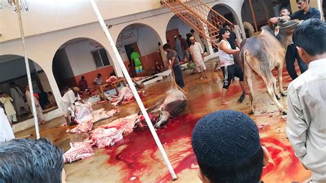 This holy festival is commemorated with the muslims sacrifice a sheep or goat and share it with family members to celebrate this occasion. Bakra Eid In Gulshan e Hadeed Diar e Habib Mosque - YouTube