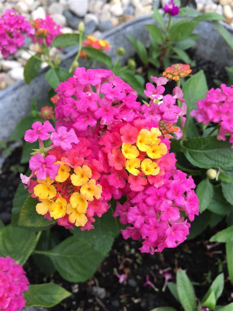 Berry blend Lantana | Perennial garden, Lantana, Berries