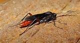 Red And Black Wasp Pictures