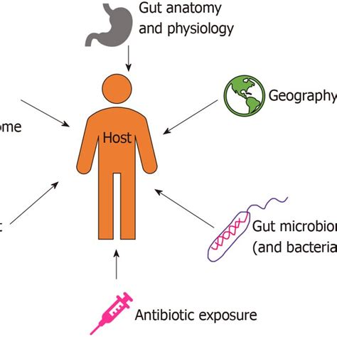 Evolution Of Gut Microbiome With Age And Hosts Immune Function