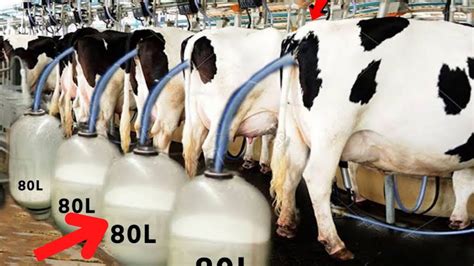 Modern Cow Farming Cow Milking Technology Machine And Harvesting