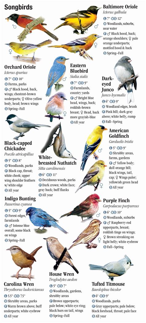 Birds Of The Western Chesapeake Quick Reference Publishing