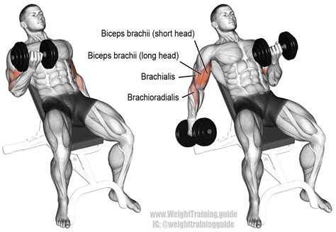 7 Best Dumbbell Arm Exercises To Build Muscle BOXROX