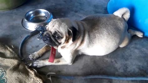 How Long Is A Female Pug Pregnant