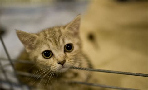 Behind Cute Face A Cold Blooded Killer Study Finds Cats Kill Billions