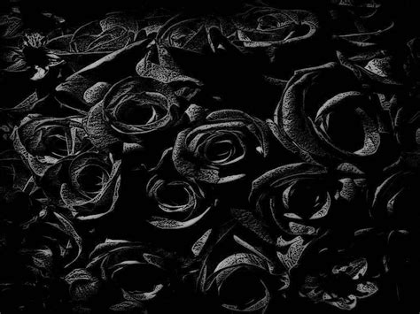 100 Black Rose Wallpapers For Free