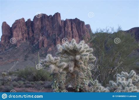 Cholla Cactus In The Superstition Mountains In Arizona Stock Photo