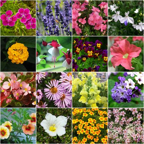 Maybe you would like to learn more about one of these? 16 adorable flowering plants for hanging flower pot