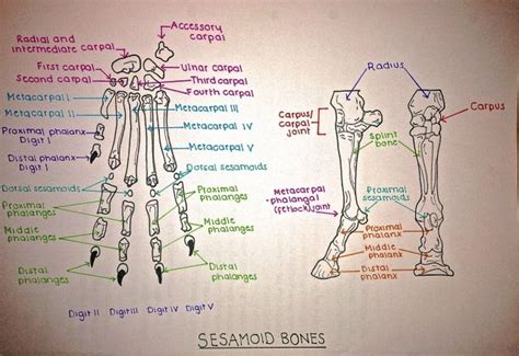 Social Petworking🐾 — Sesamoid Bones Are Irregular Bones Just Think