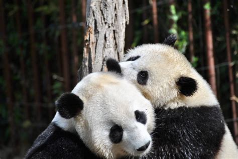 Giant Pandas Mating During Coronavirus Mindsetbooster