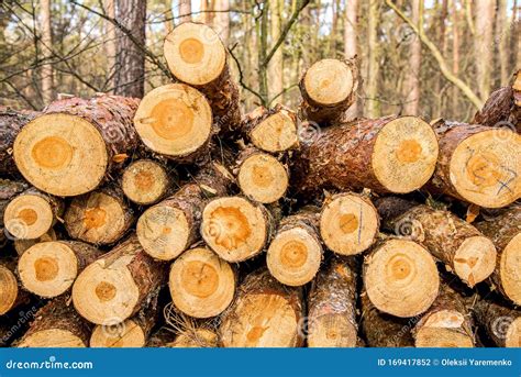 Pile Of Wood In Forest Stock Photo Image Of Material 169417852