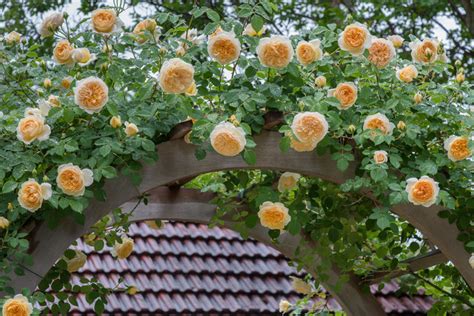 The Best Climbing Roses For Shade Thearches