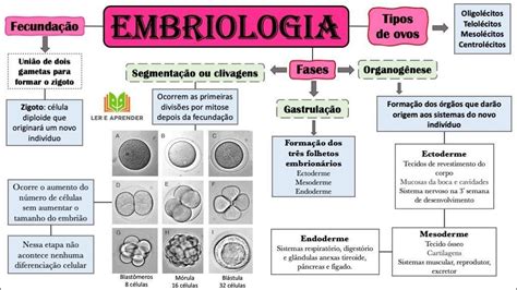 Mapas Mentais Sobre Embriologia Study Maps