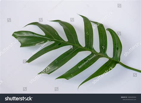 Descargar sawasu / two little girls playing ivy dome stock photo edit now 1268634262. Descargar Sawasu : Asu S Leon Igras Receives Lifetime Achievement Award Asu News : Obtenga un ...