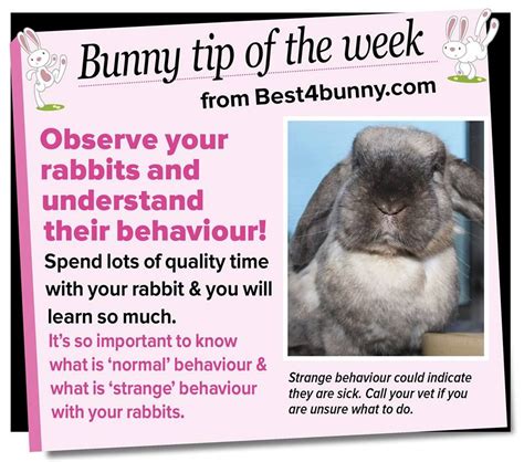 Bunny Tip Observe And