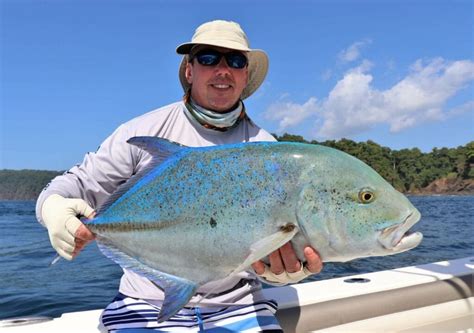 It is distributed throughout the indian and west pacific oceans from south africa in the west to japan and. All About Bluefin Trevally and Fishing Tips in Panama ...