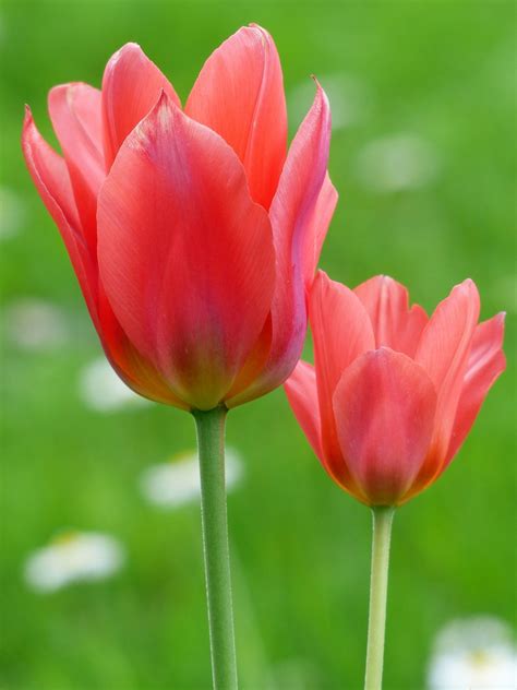Tulip Red Blossom Free Photo On Pixabay Pixabay