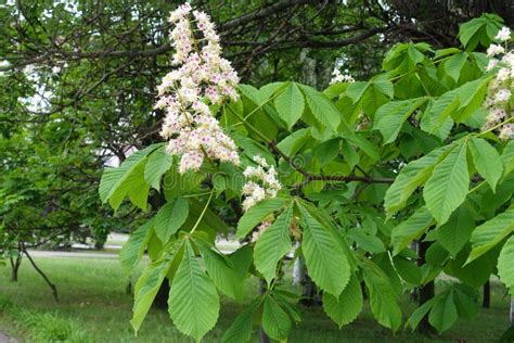 Close View Of White Flowers Of Horse Chestnut Tree Stock Photo Image