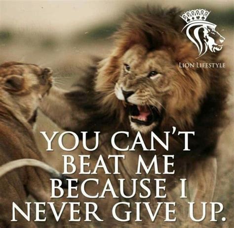 You Cant Beat Me Because I Never Give Up Lion Quotes