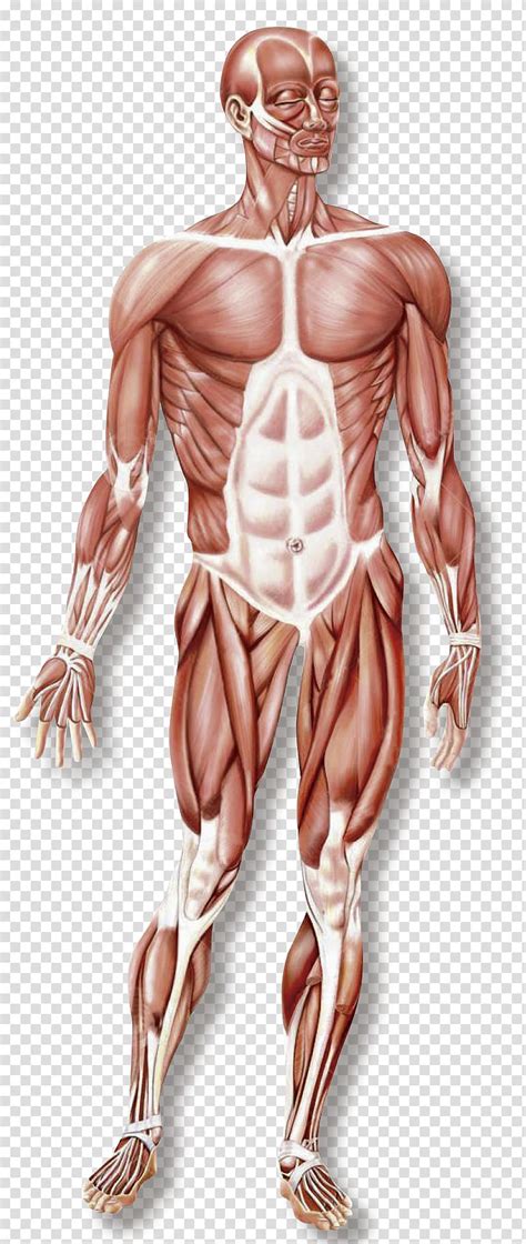 Hand Muscular System Skeletal Muscle Organ System Human Body Musculo