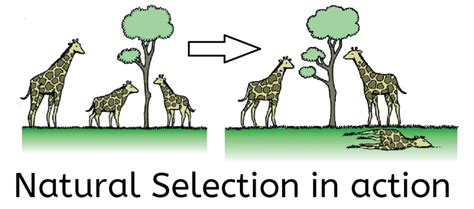 Natural Selection Create Webquest