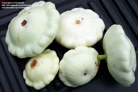 White Squash