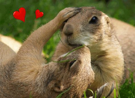 Pin By Nancy Hayes On Animals Animals Kissing Prairie Dog Cute Animals