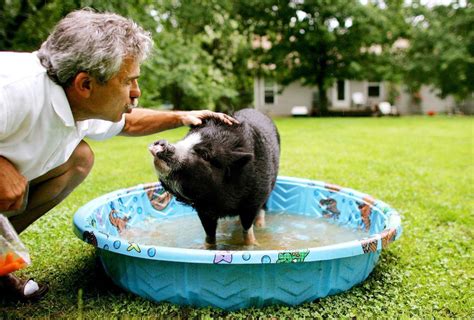 Vietnamese Pot Bellied Pigs As Pets Housing Diet Training And More