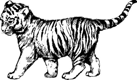 Cats Tiger Stock Illustrations 2935 Cats Tiger Stock Illustrations