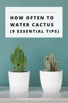 Alternatively, many people fertilize to keep. How Often To Water Cactus (9 Essential Tips) - Smart ...