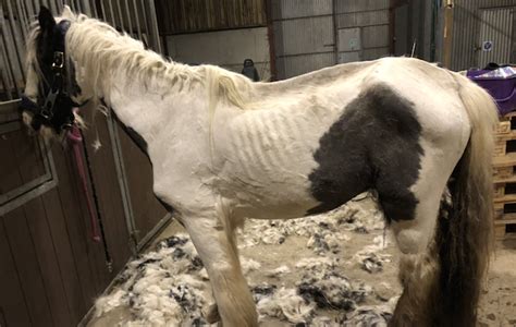 Emaciated And Abandoned Pony Transformed Into Competition Cob Horse