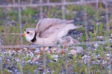 Piping Plover Chicks Good Harbor Beach Parking Lot Kim Smith Films