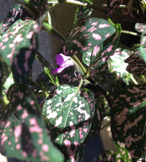 i had no idea the pink polka dot plant got these cute little purple flowers plants purple