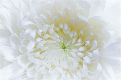 White Chrysanthemum Flower Plant Beautiful Insanity