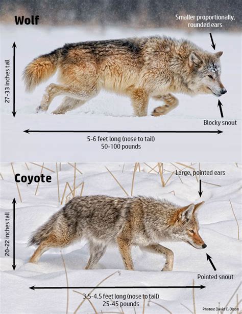 Wolf Hunting And Trapping Wisconsin Dnr