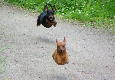 28 Perfectly Timed Photos Of Dogs Funcage