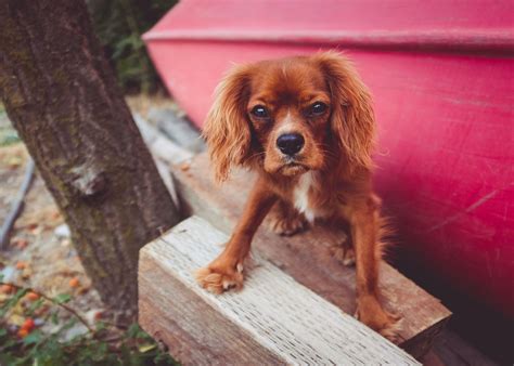 Free Images Puppy Vertebrate Dog Breed Cavalier King Charles