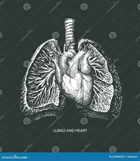 Hand Drawn Human Heart And Lungs In Retro Style Stock Vector