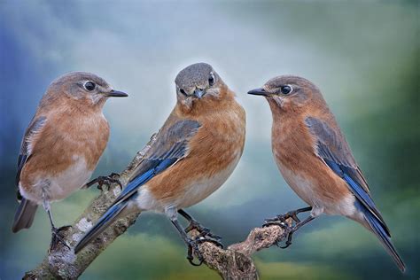 Bluebird Trio Photograph By Bonnie Barry Pixels