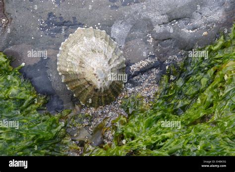 Common Limpet Shells Hi Res Stock Photography And Images Alamy