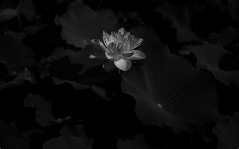 Download Wallpaper 2560x1600 Lotus Bw Bloom Flower