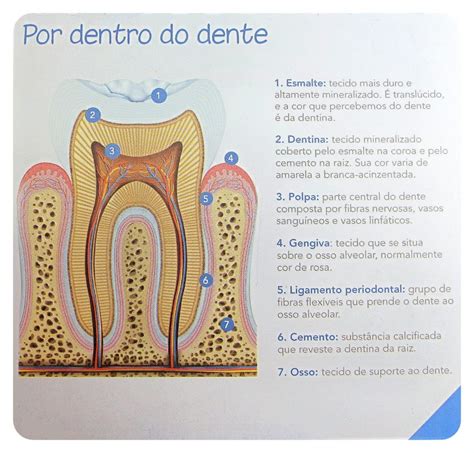 Anatomia Dental Dr Danilo Horie Bellini
