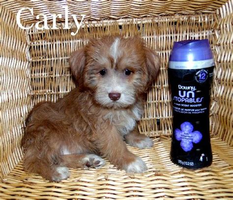 The teddy bear is not a highly active dog therefore a small daily walk along with some indoor play is adequate for their overall health. Teddy bear puppies for sale in Wisconsin! Find teddy bear ...