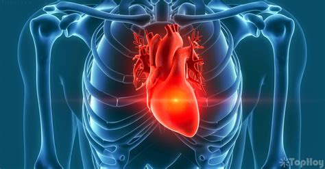 15 Sorprendentes Curiosidades Del Corazón El órgano Más Importante