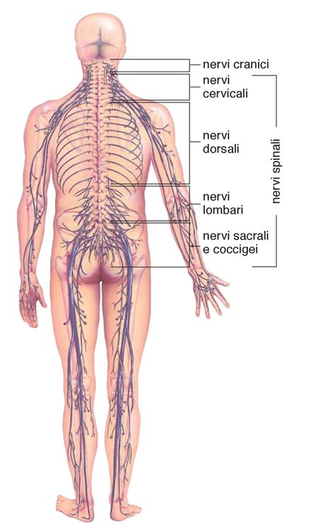 Il Sistema Nervoso Periferico