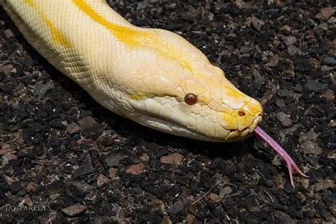 Albino Green Burmese Python Close Up This Is Bee Shes Flickr