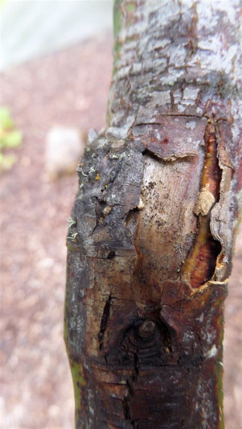 Japanese Maple Insect Problem Causing Bark Damage 243546 Ask