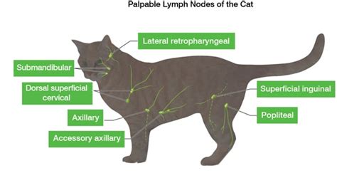 What You Need To Know About Your Cats Lymph Nodes Catster