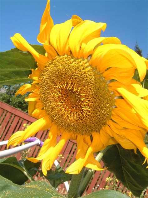 Sunflowers planted at the home of prattville resident laura brown have a secret. Growing Sunflowers From Seed | Dengarden