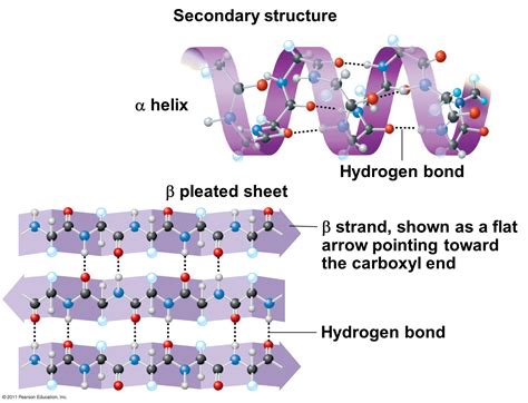 The Biologs Cape 1 Proteins